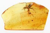 Detailed Fossil Ant (Formicidae) In Baltic Amber #346622-1